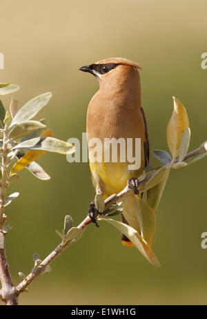 Eine Zeder Seidenschwanz, Bombycilla Cedrorum thront auf Wolf Willow in grün Provincial Park, Saskatchewan, Kanada Stockfoto