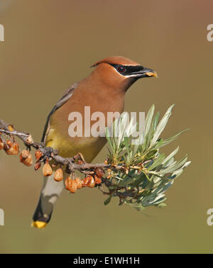 Eine Zeder Seidenschwanz Bombycilla Cedrorum Essen Sanddorn-Beeren in Saskatchewan, Kanada Stockfoto