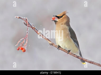 Eine Zeder Seidenschwanz Bombycilla Cedrorum Essen Beeren im Winter in Saskatchewan, Kanada Stockfoto