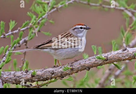 Ein Chipping-Spatz, Spizella Passerina, auf eine immergrüne Barsch in Saskatchewan, Kanada Stockfoto