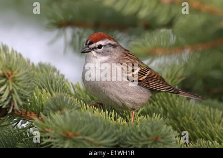 Ein Chipping-Spatz, Spizella Passerina, thront in einer Fichte in Saskatchewan, Kanada Stockfoto