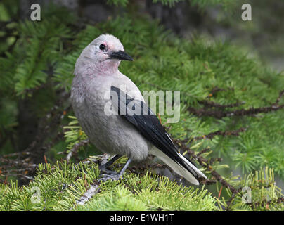 Clarks Tannenhäher (Nucifraga Columbiana) Perched auf einer Kiefer im Jasper National Park Stockfoto