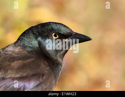 Gemeinsamen Grackle, Quiscalus Quiscula, Juvenile, Potrait, im Herbst, Saskatoon, Saskatchewan, Kanada Stockfoto