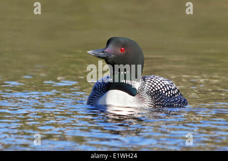 Gemeinsamen Loon, Gavia Immer schwimmen in einem See in Prince Albert National Park, Saskatchewan, Kanada Stockfoto