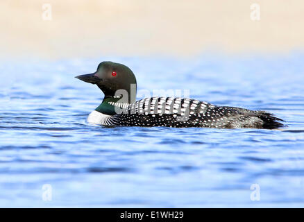 Eine gemeinsame Loon, Gavia Immer schwimmen in einem See in Prince Albert National Park, Saskatchewan, Kanada Stockfoto