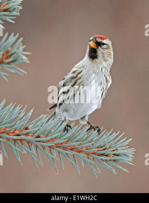 Eine weibliche Common Redpoll, Acanthis Flammea, sitzt auf einer Fichte in Saskatchewan, Kanada Stockfoto