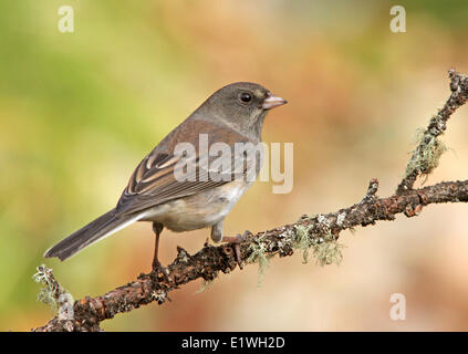 Ein dunkel-gemustertes Junco Junco Hyemalis, thront auf einem Ast im Herbst in Saskatchewan, Kanada Stockfoto