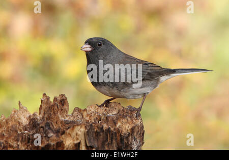 Dunkel-gemustertes Junco Junco Hyemalis, thront auf einem Baumstamm im Herbst in Saskatoon, Saskatchewan Stockfoto