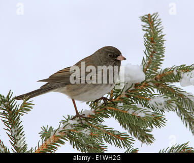 Dunkel-gemustertes Junco, Junco Hyemalis, thront auf einem Fichte Zweig im Winter in Saskatchewan, Kanada Stockfoto