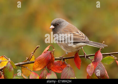 Dunkel-gemustertes Junco, Junco Hyemalis, thront auf einem Ast im Herbst, in Saskatchewan, Kanada Stockfoto