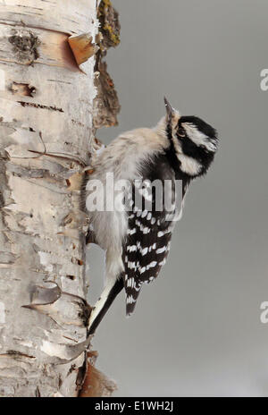 Dunenspecht, Weiblich, Picoides Pubescens, thront auf einem Baum in Saskatchewan, Kanada Stockfoto