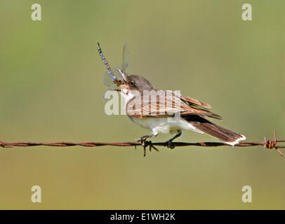 Eine östliche Kingbird (Tyrannus Tyrannus) Essen eine Libelle, thront auf dem Stacheldraht in der Nähe von Saskatoon, SK. Stockfoto