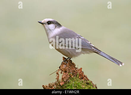 Graue Jay, Perisoreus Canadensis, sitzt auf einem bemoosten Baumstamm im Prince Albert National Park, Saskatchewan, Kanada Stockfoto