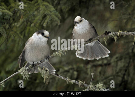 Zwei graue Jays, Perisoreus Canadensis, thront auf einer Fichte am Kerze Lake, Saskatchewan, Kanada Stockfoto