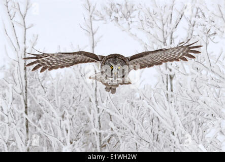 Großen grau-Eule, Strix Nebulosa, während des Fluges an der Nisbet Wald, Saskatchewan, Canada Stockfoto