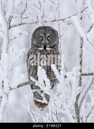 Großen grau-Eule, Strix Nebulosa, thront im Schnee an der Nisbet Wald, Saskatchewan, Kanada Stockfoto