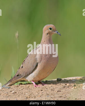 Eine Trauer Taube Zenaida Macroura sitzt im Sand, Saskatoon, Saskatchewan, Kanada Stockfoto