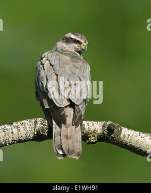 Eine nördliche Habicht Accipiter Gentilis, thront in Cypress Hills Provincial Park, Saskatchewan, Kanada Stockfoto