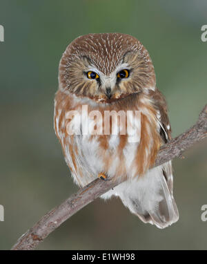 Eine nördliche Säge – Whet Eule, Aegolius Acadicus, gelegen am Pike Lake, Saskatchewan Stockfoto