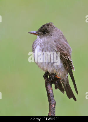 Eine Olive-seitig Flycatcher, Contopus Cooperi, thront im Regen auf Hecht Lake Provincial Park, Saskatchewan, Kanada Stockfoto