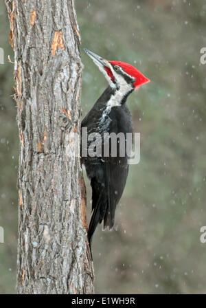 Eine männliche Helmspecht, Dryocopus Pileatus, sitzt auf einem Baum an Kerze Lake, Saskatchewan Stockfoto