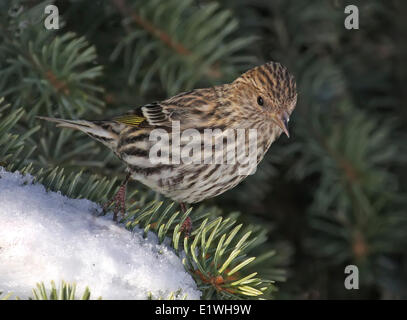 Eine Kiefer Erlenzeisig, Spinus Pinus, thront auf einer Fichte in Saskatchewan, Kanada Stockfoto