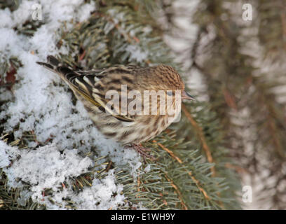 Eine Kiefer Erlenzeisig, Spinus Pinus, thront auf einer Fichte in Saskatchewan, Kanada Stockfoto