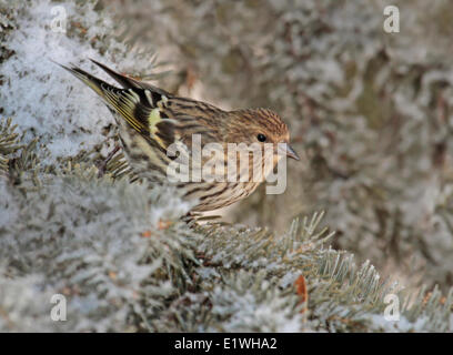 Eine Kiefer Erlenzeisig, Spinus Pinus, thront auf einer Fichte im Winter in Saskatchewan, Kanada Stockfoto