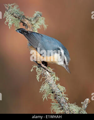 Eine Red-breasted Kleiber Sitta Canadensis, thront auf einem Flechten bedeckten Zweig in Saskatchewan. Stockfoto