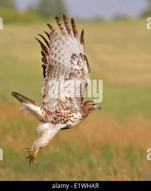 Ein rot - angebundener Falke, Buteo Jamaicensis, ergreift die Flucht über ein Feld in Saskatchewan Stockfoto