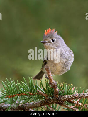 Rubin-gekrönter Goldhähnchen Regulus Calendula, thront, Anzeigen auf eine Fichte in Saskatchewan. Stockfoto