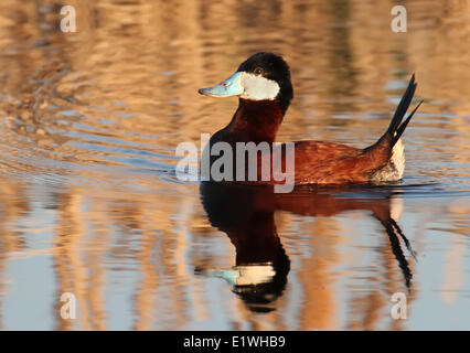 Eine männliche Ruddy Ente, Oxyura Jamaicensis, Baden im Teich in Saskatchewan, Kanada Stockfoto