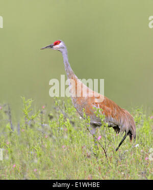 Sandhill Kran, Grus Canadensis in Feld, Beaval, Saskatchewan Stockfoto
