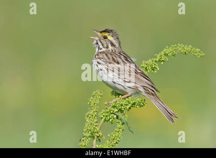 Savannah Sparrow, Passerculus Sandwichensis, singt von einem Wildlfower in der Nähe von Saskatoon, Saskatchewan Stockfoto