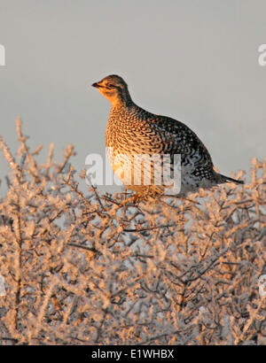 Sharp-tailed Grouse, Tympanuchus Phasianellus, thront auf frostige Baum im Winter in Saskatchewan Stockfoto