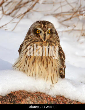 Eine Sumpfohreule, Asio Flammeus, saß im Schnee, am Gardiner-Staudamm, Saskatchewan Stockfoto
