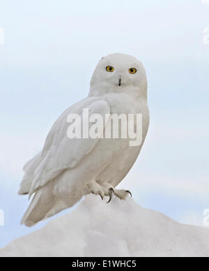 Eine Schnee-Eule, Bubo Scandiacus, thront auf einer Schneewehe in Saskatchewan, Kanada Stockfoto