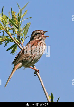 Singt ein Lied-Spatz, Melospiza Melodia, aus einem Weidenzweig in Saskatoon, Saskatchewan Stockfoto