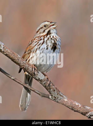 Ein Lied-Spatz, Melospiza Melodia, singt von einem Barsch in Saskatoon, Saskatchewan Stockfoto