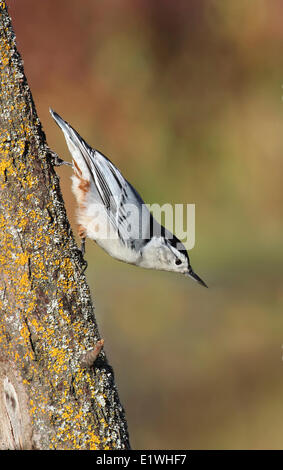 Ein weißes-breasted Kleiber Sitta Carolinensis, klettert einen Baum im Herbst, am Pike Lake, Saskatchewan Stockfoto