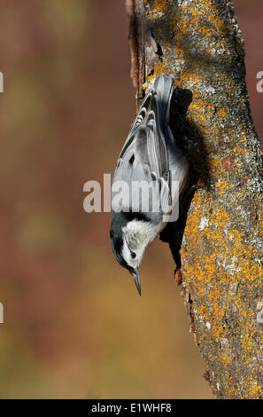 Ein weißes-breasted Kleiber Sitta Carolinensis, thront auf einem Baum im Herbst, am Pike Lake, Saskatchewan Stockfoto