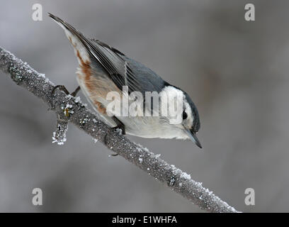 Weißer-breasted Kleiber Sitta Carolinensis, thront auf einem frostigen Ast an Hecht Lake, Saskatchewan Stockfoto