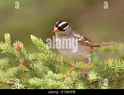 Ein White – gekrönter Spatz, Zonotrichia Leucophrys, thront auf einem Fichte Ast am Lake Louise, Alberta Stockfoto