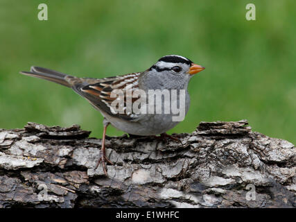 Ein White – gekrönter Spatz, Zonotrichia Leucophrys, thront auf einem Ast in Saskatoon, Saskatchewan Stockfoto