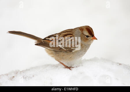 Weiß – gekrönter Spatz, Zonotrichia Leucophrys, juvenile Vogel auf dem Schnee in Saskatoon, Saskatchewan Stockfoto