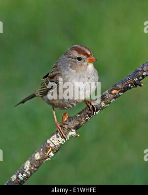 Weiß – Crowned Sparrow juvenile, Zonotrichia Leucophrys, thront auf einem Ast in Saskatoon, Saskatchewan Stockfoto