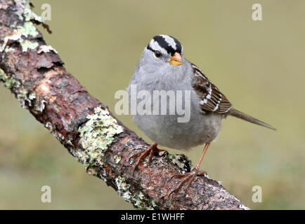 Ein White – gekrönter Spatz, Zonotrichia Leucophrys, thront auf einem Ast in Saskatoon, Saskatchewan Stockfoto