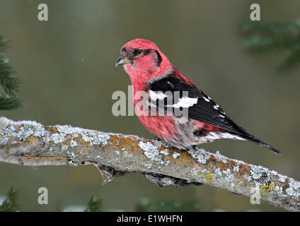 Eine männliche White-winged Gegenwechsel, Loxia Leucoptera thront an Douglas Provincial Park, Saskatchewan Stockfoto