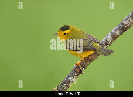 Eine männliche Wilson's Warbler, Cardellina Pusilla, thront auf einem Ast in Saskatoon, Saskatchewan Stockfoto