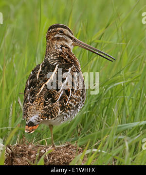 Ein Wilson's Schnepfen Gallinago Delicata, in einem Sumpf an Goose Lake, Saskatchewan Stockfoto